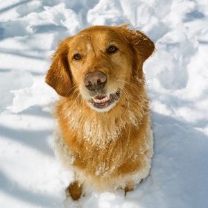 Meet your Posher, Scott